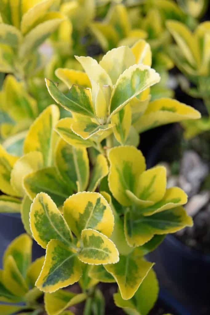 Euonymus japonicus 'Aureus' 20-30 cm